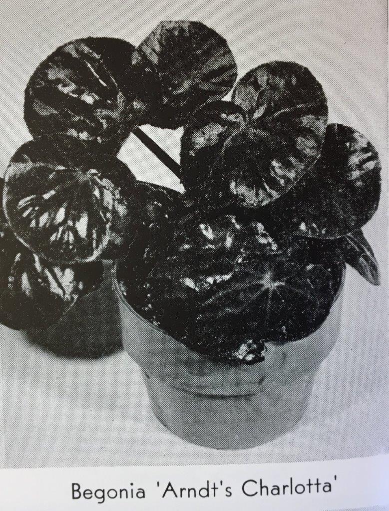 B. ‘Arndt’s Charlotta’